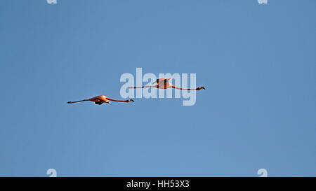 Flamants Roses en vol on Blue Sky Banque D'Images