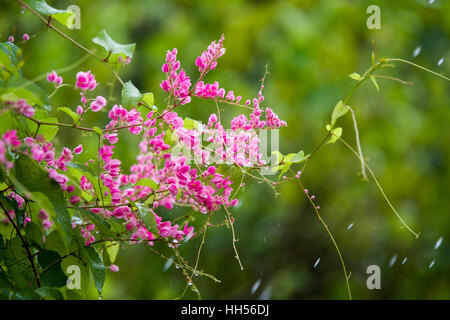 Mexicaine rose antigonon leptopus ou réducteur Banque D'Images