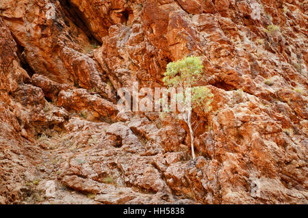 Lonely tree émergeant d'une paroi rocheuse à Arkaroola. Banque D'Images
