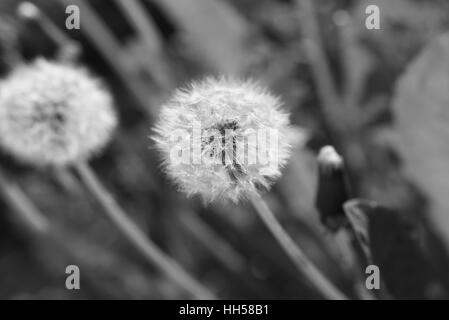 Le pissenlit moelleux dans la lumière du soir Banque D'Images