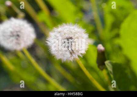 Le pissenlit moelleux dans la lumière du soir Banque D'Images