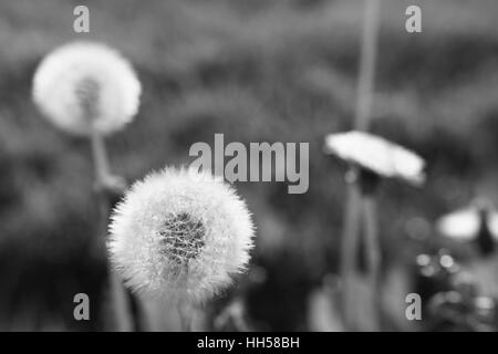 Le pissenlit moelleux dans la lumière du soir Banque D'Images