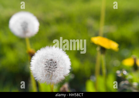 Le pissenlit moelleux dans la lumière du soir Banque D'Images