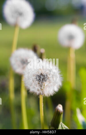 Le pissenlit moelleux dans la lumière du soir Banque D'Images