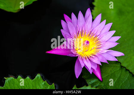 Nénuphar rose fleurs en étang Banque D'Images