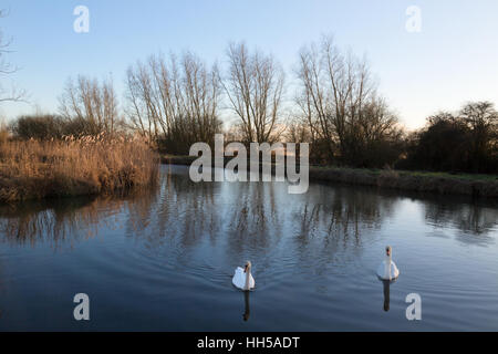 Deux cygnes adultes Wicken Fen, natation, Cambridgeshire UK Banque D'Images