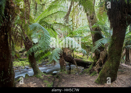 Les fougères arborescentes Mount Field National Park Tasmanie Australie LA009315 Banque D'Images