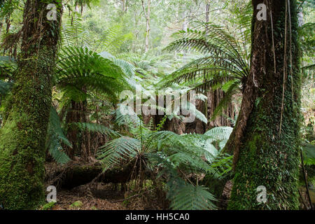 Les fougères arborescentes Mount Field National Park Tasmanie Australie LA009316 Banque D'Images