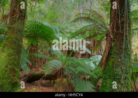 Fougère arborescente en sous-bois du parc national du mont Field Tasmanie, Australie LA009380 Banque D'Images