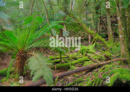 Fougère arborescente en sous-bois du parc national du mont Field Tasmanie, Australie LA009388 Banque D'Images