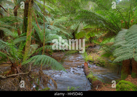 Fougère arborescente en sous-bois du parc national du mont Field Tasmanie, Australie LA009392 Banque D'Images