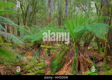 Fougère arborescente en sous-bois du parc national du mont Field Tasmanie, Australie LA009396 Banque D'Images