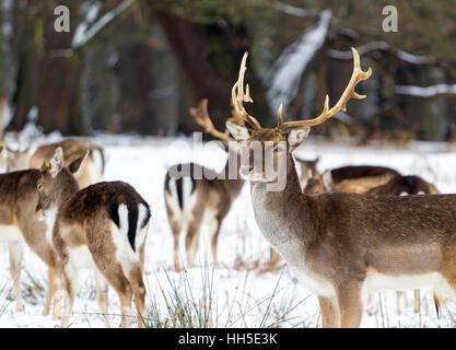 Cerfs dans la neige à Richmond Park, Londres Banque D'Images