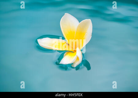 Plumeria flower floating in water Banque D'Images