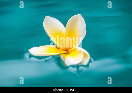 Plumeria flower floating in water Banque D'Images