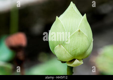 Lotus sacré (Nelumbo nucifera), bouton floral Banque D'Images