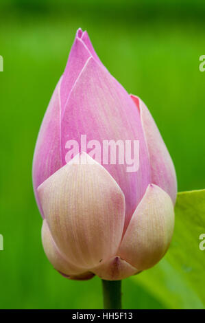 Lotus sacré (Nelumbo nucifera), bouton floral Banque D'Images