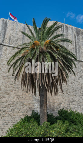 Les remparts de Dubrovnik, Croatie's vieux mur de ville avec un drapeau et un palmier dans l'avant-plan. Banque D'Images