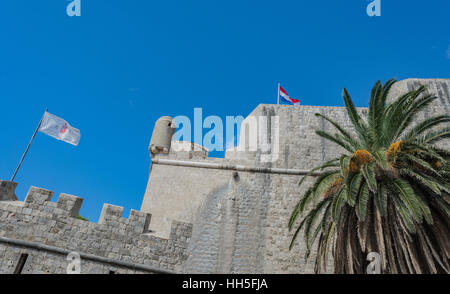 Les remparts de Dubrovnik, Croatie's vieux mur de ville drapeaux au vent et un palmier dans l'avant-plan. Banque D'Images