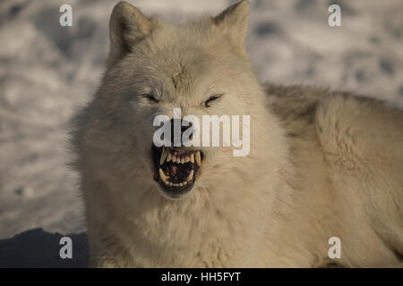Loup arctique Banque D'Images