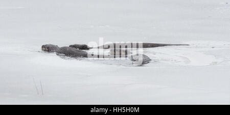 North American des loutres de rivière (Lontra canadensis) la natation et la pêche dans la nature. Last hunt avant lac gèle en hiver. Banque D'Images