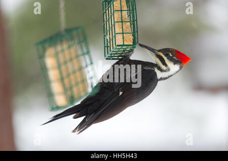 Un grand pic (Dryocopus pileatus), est suspendu à l'envers sur un suet bille sous l'auvent d'un convoyeur. Banque D'Images