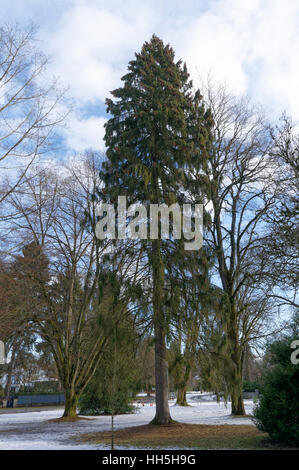 Arbre généalogique de l'épinette de Norvège (Picea abies) dans Shaugnessy Park, Vancouver, British Columbia, Canada Banque D'Images