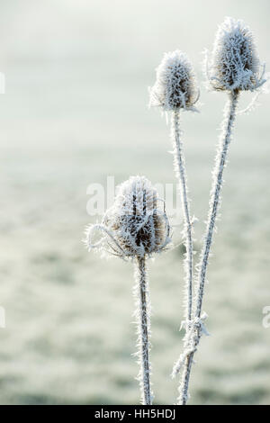 Dipsacus fullonum. Cardère couvert de givre en hiver Banque D'Images