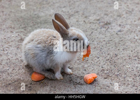 Lapin lapin carotte de manger dans le jardin Banque D'Images