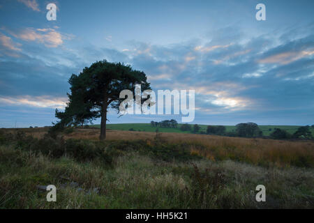 Un arbre de Lone Pine, au crépuscule et le paysage d'automne de Priddy Mineries sur le bord de la Mendip Hills près de Wells dans le Somerset, Angleterre Banque D'Images