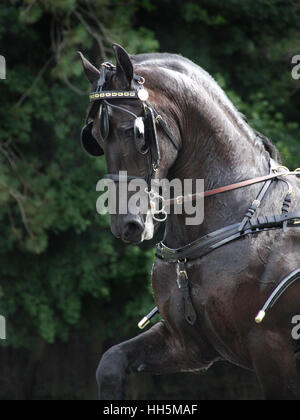Cheval de calèche frisonne noir exécutant dans le harnais de conduite pendant la conduite en calèche équestre Banque D'Images