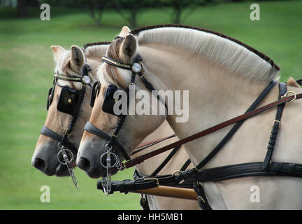 Une belle paire de chevaux Fjord norvégien dans le faisceau Banque D'Images