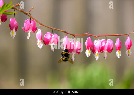 En prenant de l'Abeille du nectar de fleur coeur saignant Dicentra spectabilis dans un jardin anglais au printemps Banque D'Images