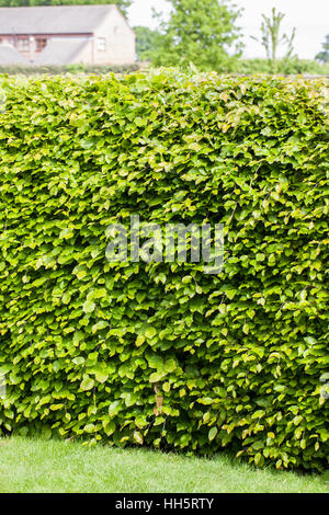 Haie de hêtre vert agus sylvatica dans de nouvelles feuilles au printemps Banque D'Images