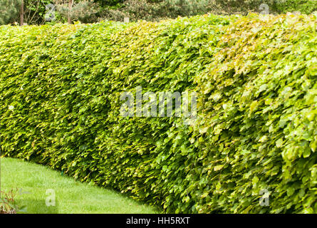 Haie de hêtre vert agus sylvatica dans de nouvelles feuilles au printemps Banque D'Images