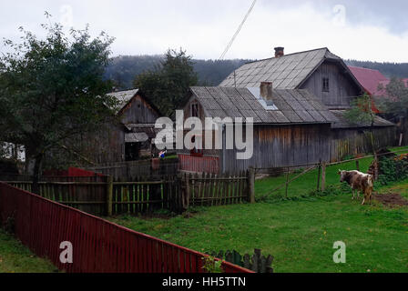 La Bucovine, Roumanie. Un village rural, une vache dans une clôture. Banque D'Images