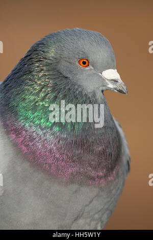 Pigeon, George C Reifel Migratory Bird Sanctuary, British Columbia, Canada Banque D'Images