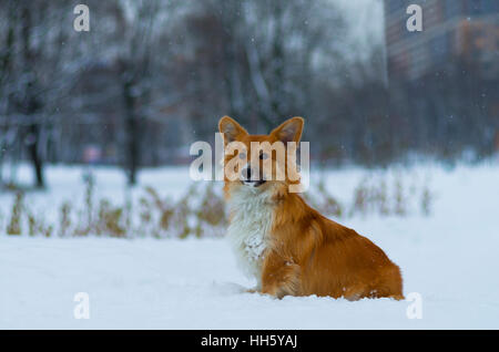 Photo d'un chien (race Welsh Corgi Pembroke, moelleux de couleur rouge) dans le parc, journée d'hiver, la Russie Banque D'Images