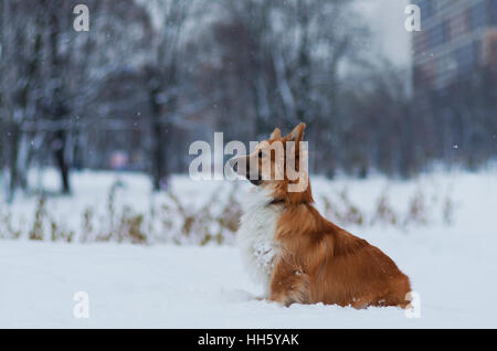 Photo d'un chien (race Welsh Corgi Pembroke, moelleux de couleur rouge) dans le parc, journée d'hiver, la Russie Banque D'Images