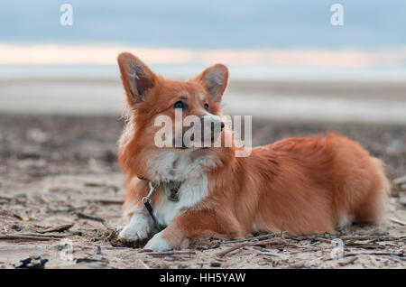 Photo d'un chien avec la tête (race Welsh Corgi Pembroke, moelleux de couleur rouge) assis sur le sable d'une plage sur le coucher de soleil Banque D'Images