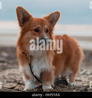 Photo d'un chien avec la tête (race Welsh Corgi Pembroke, moelleux de couleur rouge) debout sur le sable d'une plage sur le coucher de soleil Banque D'Images