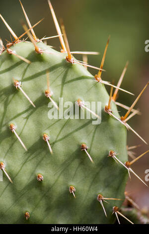 gros plan photo de la fleur de cactus Banque D'Images