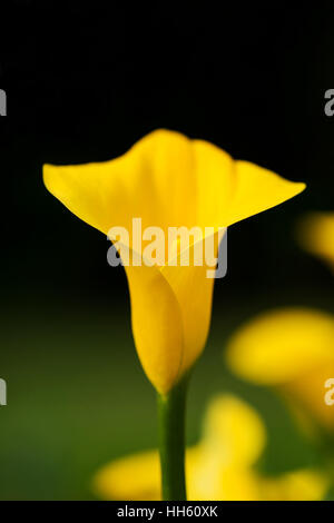 Belle fleur Calla jaune Banque D'Images