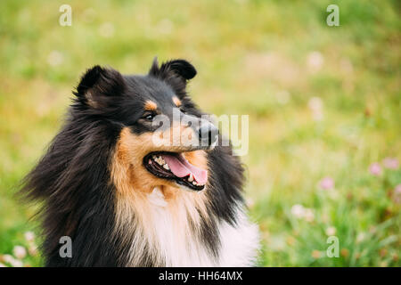 La fin Portrait de Colley tricolore fixant, Collie, Écossais, Anglais Collie Colley Long-Haired, Lassie Chien adulte avec des mâchoires d'Ajar, langue maternelle. Banque D'Images