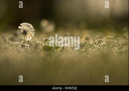 Une floraison blanche le pissenlit brille dans le soleil du matin. Banque D'Images