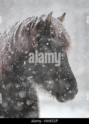 Un cheval islandais mare survit à une tempête de neige Banque D'Images