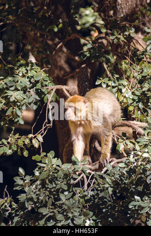 Singe macaque de barbarie dans un arbre, Ifrane, Maroc Banque D'Images