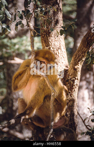 Singe macaque de barbarie dans un arbre, Ifrane, Maroc Banque D'Images