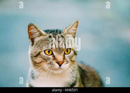 Portrait Of Cute Gray et Short-Haired jeune chat domestique avec des yeux jaunes, regardant loin sur fond bleu. Banque D'Images