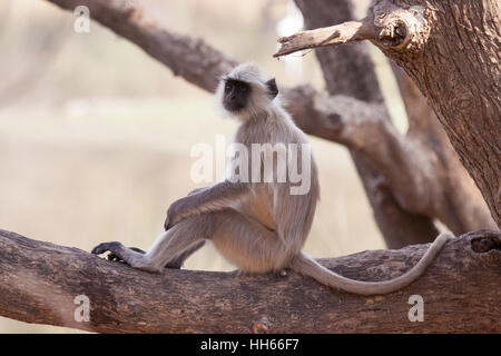 Langur monkey se détendre dans un arbre Banque D'Images